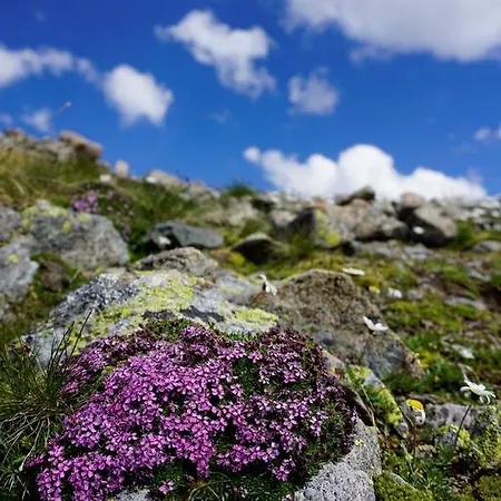 Shima-davos Νταβός